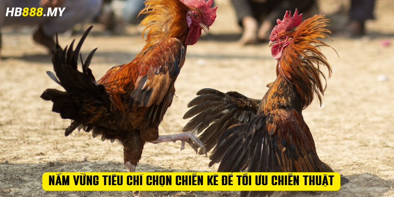 Nắm vững tiêu chí chọn chiến kê để tối ưu chiến thuật