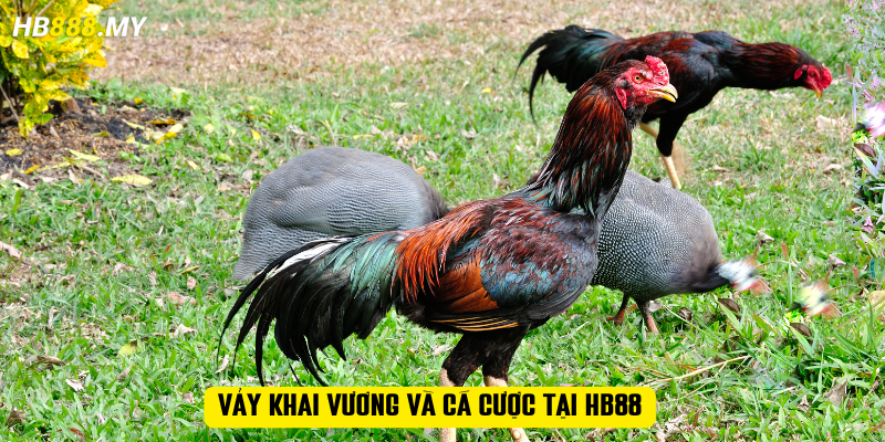 Vảy khai vương và cá cược tại HB88