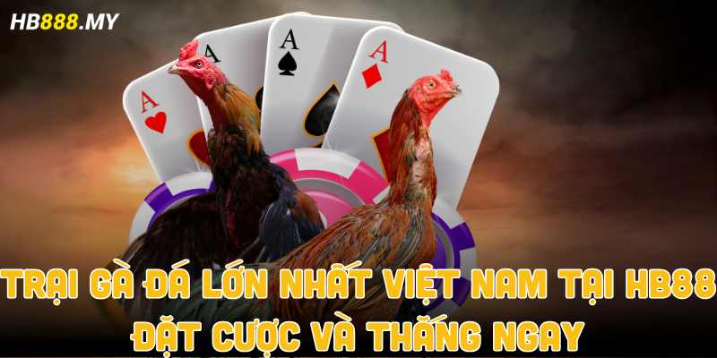 Trại gà đá lớn nhất Việt Nam