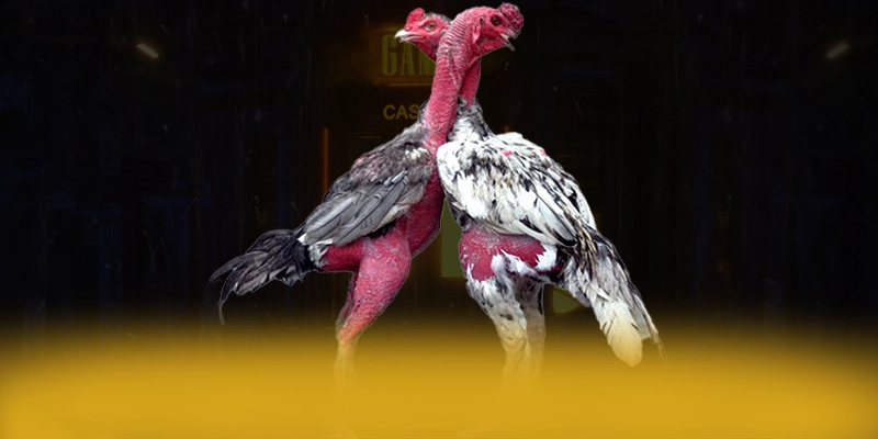 SA88 - Tổng kết hành trình phát triển một cách toàn diện. SA88 - Tổng kết hành trình phát triển một cách toàn diện.