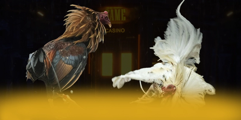 CONGA6789 - Cổng cá cược đạt chuẩn quốc tế 2025 – Cùng tìm hiểu CONGA6789 CONGA6789 - Cổng cá cược đạt chuẩn quốc tế 2025 – Cùng tìm hiểu CONGA6789