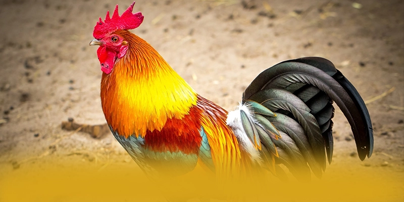 Giới thiệu W88 - Cổng game bài hàng đầu Việt Nam trên thị trường
Giới thiệu W88 - Cổng game bài hàng đầu Việt Nam trên thị trường