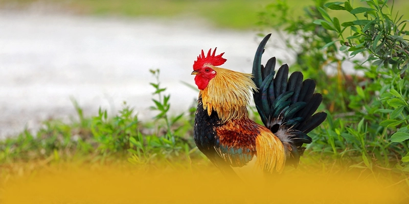 SA88 - Nhà cái ổn định số 1 Việt Nam SA88 - Nhà cái ổn định số 1 Việt Nam