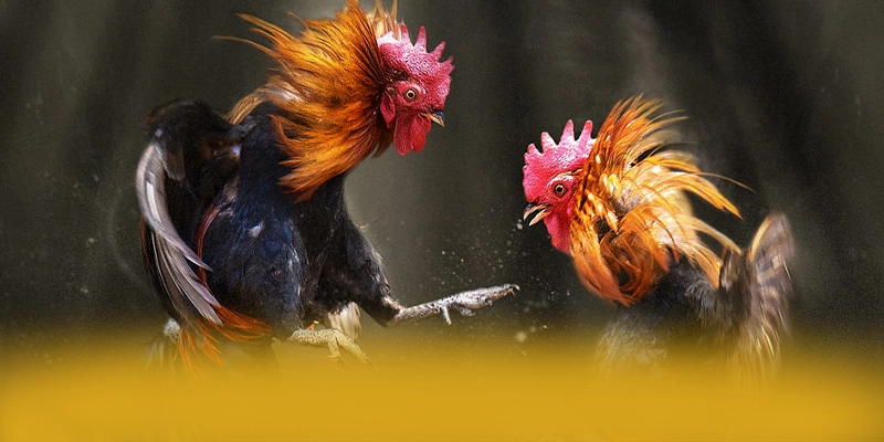 SUNWIN - Nhìn lại toàn bộ ưu điểm dưới góc nhìn chuyên môn. SUNWIN - Nhìn lại toàn bộ ưu điểm dưới góc nhìn chuyên môn.