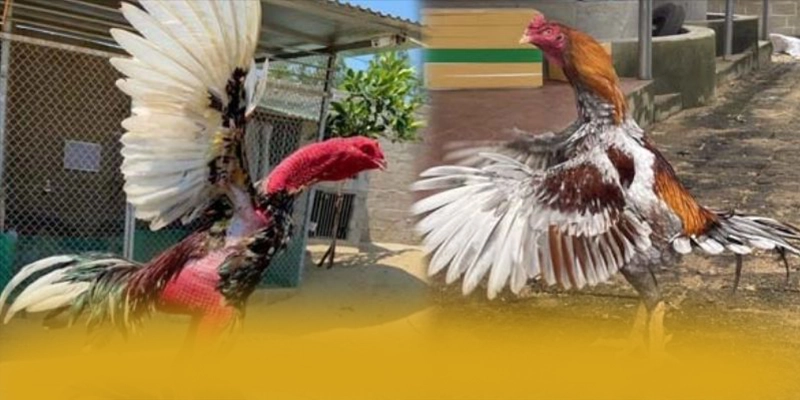 tỷ lệ kèo bóng đá - Kết luận & gợi ý trải nghiệm một cách toàn diện.