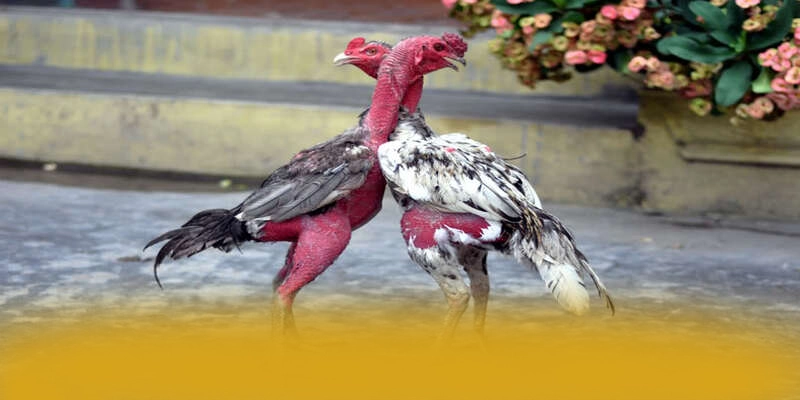 88VV - Sân chơi cực hot tại Việt Nam – Khám phá chính sách thưởng tại 88VV 88VV - Sân chơi cực hot tại Việt Nam – Khám phá chính sách thưởng tại 88VV